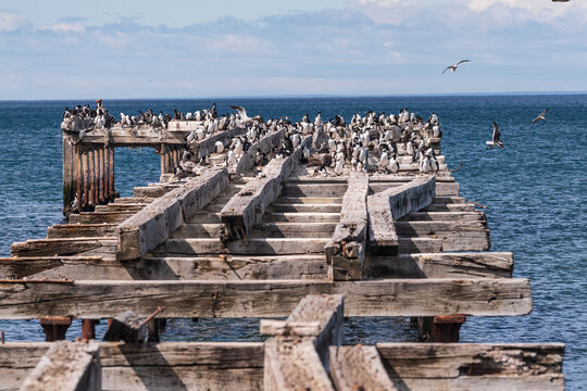 Telephoto of an old pier at the coast of the magellan strait nea Punta Arenas, chile. The pier is crowed with imperial comorants -Leucocarbo atriceps.