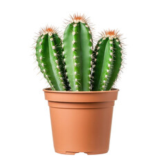 Potted cactus online green cereus cactus plant in brown pot