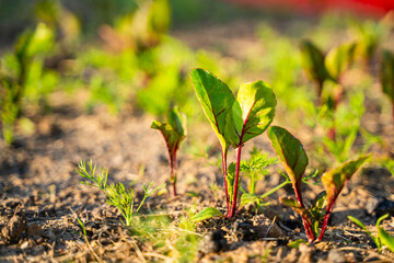 Young beetroot sprouts growing in a vegetable garden, close-up
