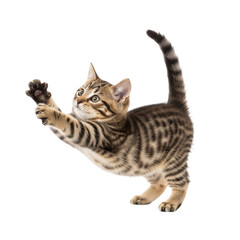 Fototapeta premium Playful tabby kitten reaching upward with striped fur isolated on transparent background PNG