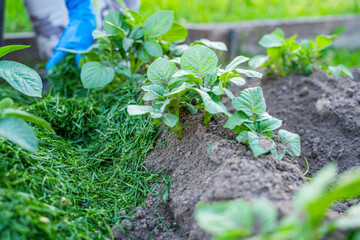 A woman's hand in a blue rubber glove mulches growing potatoes with freshly cut grass