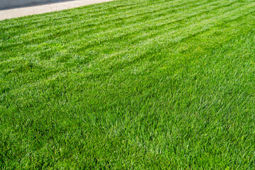 Green lawn during lawn mowing on a sunny day. Grass before and after mowing with a lawn mower