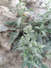 Cynoglossum lanceolatum, Hound's Tongues or Genus Cynoglossum