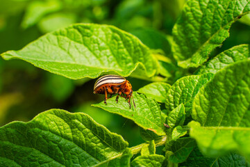 Colorado potato beetle on a potato leaf close-up on a sunny day. Colorado potato beetle eating...