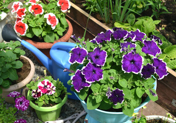 Still life with beautiful flowers of petunia in pots and watering can in garden greenhouse. Spring and summer botanical and farming background with gardening objects, vintage home and retro concept