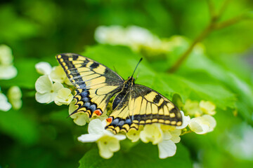 Obraz premium Close-up of a beautiful swallowtail butterfly (Papilio machaon) resting on vibrant green leaves among white flowers in a natural garden setting. Detailed wings and vivid summer colors