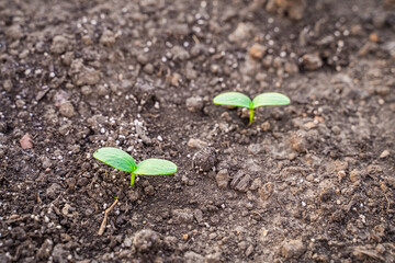 The first leaves of a sprouted cucumber close-up. Sprouted seeds in the soil of the garden
