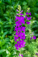 Plant Larkspur in the wild. Wild flowers and herbs in nature. Close-up of the inflorescence.