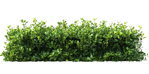 Stock photo of green hedge shrubbery bush for landscaping design and garden decoration isolated png image