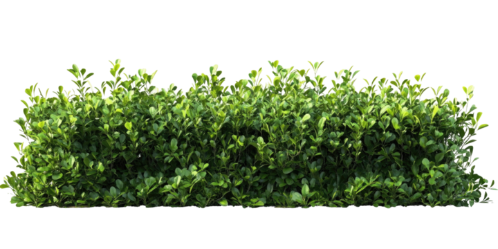 Stock photo of green hedge shrubbery bush for landscaping design and garden decoration isolated png image