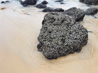 A group of mussels on a rock on the beach in Thailand