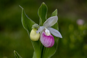 Stunning pink and white flower blossom on a showy lady’s slipper (cypripedium reginae) plant with a second bud emerging next to it
