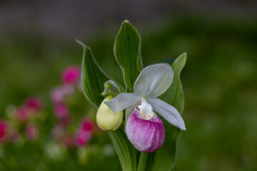 Stunning pink and white flower blossom on a showy lady’s slipper (cypripedium reginae) plant with a second bud emerging next to it