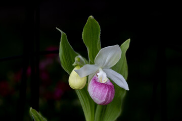 Stunning pink and white flower blossom on a showy lady’s slipper (cypripedium reginae) plant with a second bud emerging next to it