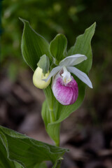 Stunning pink and white flower blossom on a showy lady’s slipper (cypripedium reginae) plant with a second bud emerging next to it