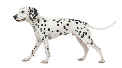 Dalmatian dog Transparent background, PNG file