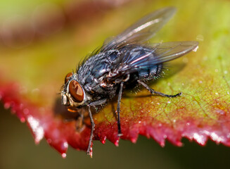 A black fly is on a leaf