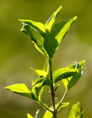 A leafy green plant with a stem and a leaf