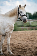 Obraz premium Detailed close-up of serene white horse with gentle gaze. Symbol of purity, elegance, and natural beauty. Suitable for themes related to animals, countryside life, and equestrian concepts.