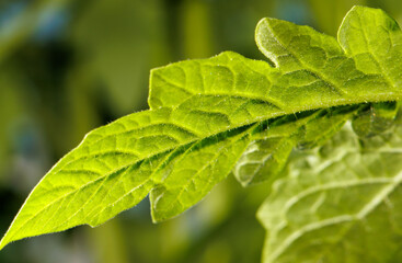 A leaf of a plant is shown in a close up