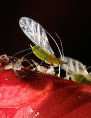A green insect is on a red leaf