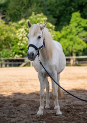White horse standing in paddock on horse farm. Concept of countryside lifestyle, animal care,...