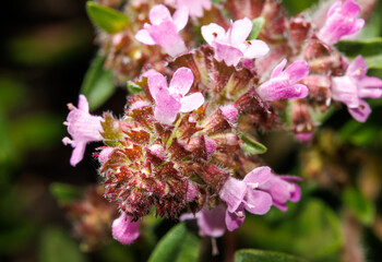 A close up of a pink flower with a fuzzy texture