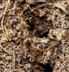 Three ants are in a hole in the ground