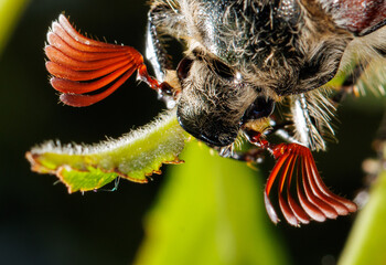 A bug with red antennae is eating a leaf