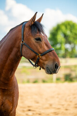 Obraz premium Detailed closeup of horses muzzle and eyes, highlighting grace and sensitivity of this beautiful animal. Ideal for content about rural life, farm animals, and equestrian lifestyle.