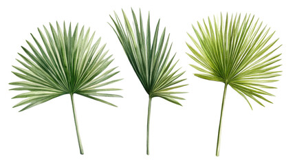 Palm leaves set in watercolor style painted green foliage isolated on white background  © PNG