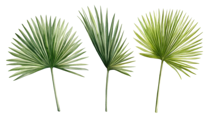 Palm leaves set in watercolor style painted green foliage isolated on white background

