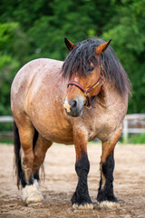 Fototapeta premium Massive arden horse stands in corral against rural landscape. A representative of one of oldest heavy drawn breeds in Europe. Concept of agriculture, animal husbandry, horse breeding and farm life.