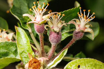 Three small flowers with brown tips and green leaves