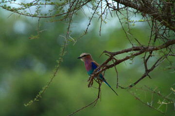 The colours of nature