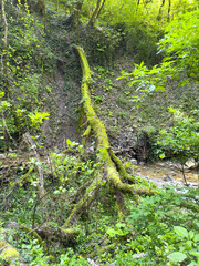 A moss covered tree trunk is on a hillside