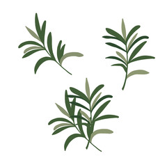 green leaves on white background