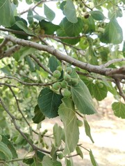 Green Fresh Fig fruits on a branch