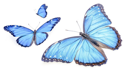 Three blue morpho butterflies on white background