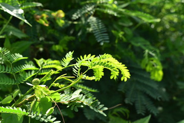 green fern leaves