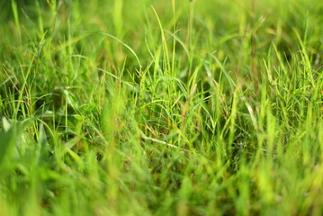 green grass background