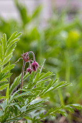 Full frame abstract texture background of isolated prairie smoke (geum triflorum) flower blossoms, with defocused background