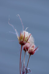 Full frame abstract texture background of isolated prairie smoke (geum triflorum) flower blossoms, with defocused background