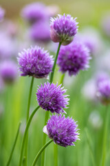 Full frame macro texture background of beautiful purple chives blossoms in full bloom