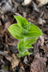 Emerging stem of a showy lady’s slipper (cypripedium reginae) wildflower plant in a shady setting in spring