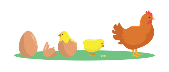 Evolution of the chicken. Origin and development of the chicken. From egg to chicken. Farm. Product.