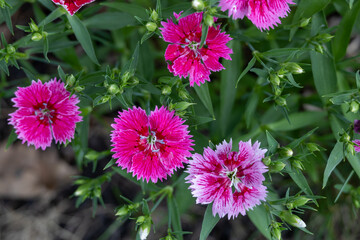 Full frame texture background of blooming purple and pink dianthus flowers and buds