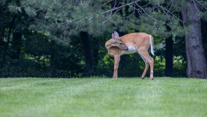 Solitary white tailed deer (odocoileus virginianus) visiting a residential yard with treelined background
