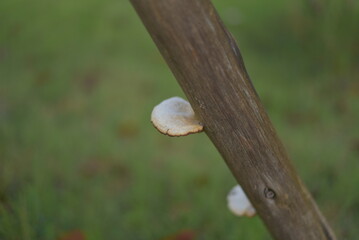 snail on a tree