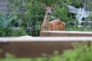 Solitary white tailed deer (odocoileus virginianus) visiting a residential yard with a wooden deck bench in the foreground
